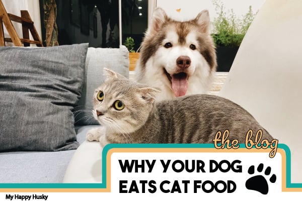 why your dog eats cat food