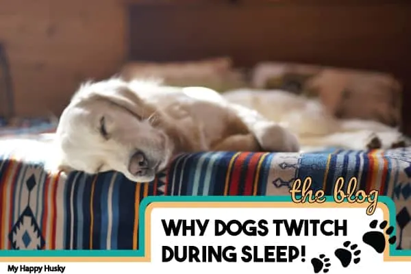 why your dog twitches during sleep