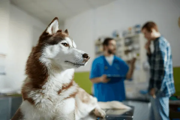 is pet insurance worth it?