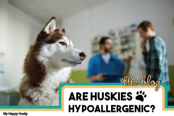 are huskies hypoallergenic