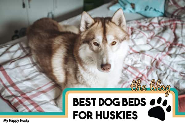 best dog bed for a husky