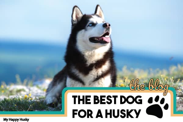 Husky Food : Best Dog Food For Huskies How To Handle The Picky Eater