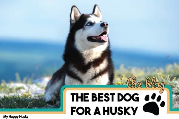 best dog food for huskies