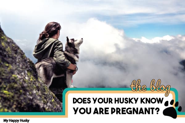 can you husky sense pregnancy