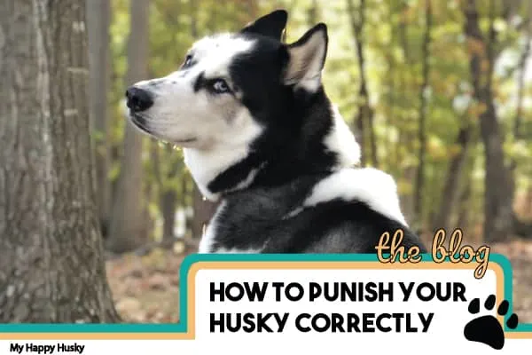 how to punish your husky