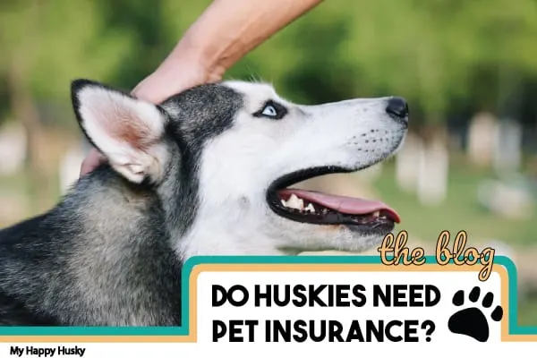 pet insurance for a husky