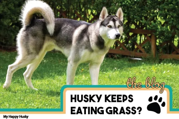 why does my husky eat grass