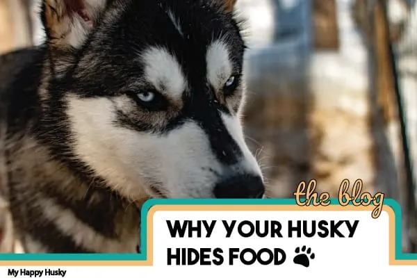 why your husky hides food