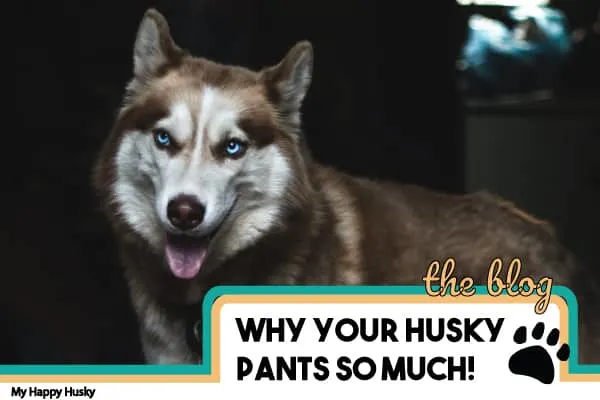 why does my husky pant so much