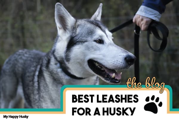 best dog leash for husky