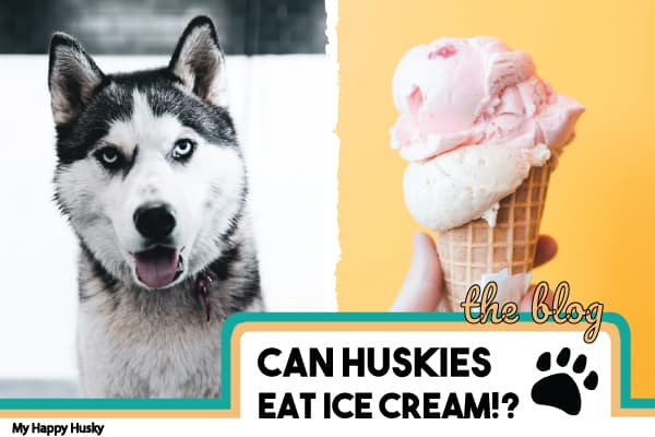 can huskies eat ice cream
