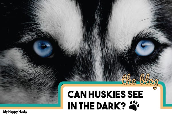 can huskies see in the dark