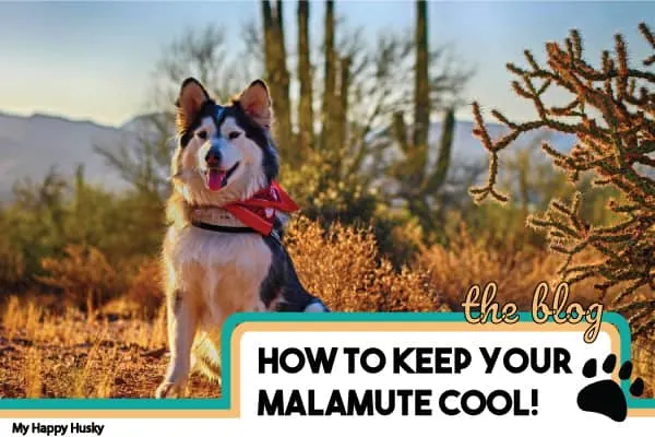 how to keep malamute cool