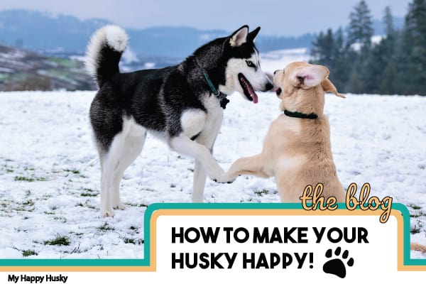 how to make your husky happy