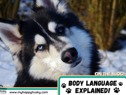 Understanding Husky Body Language: Full Guide
