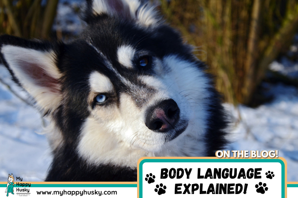 husky-body-language