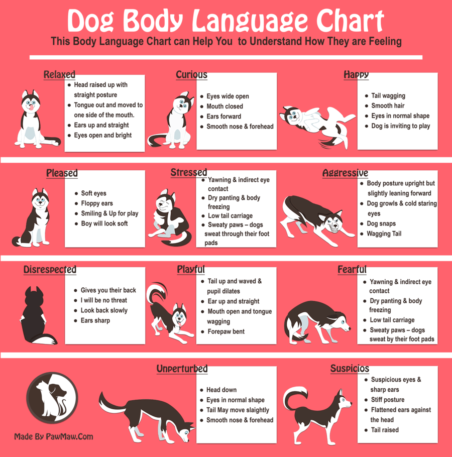 husky body language