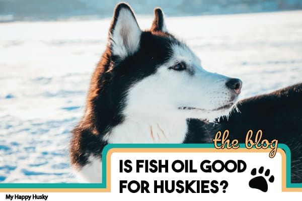 fish oil for husky