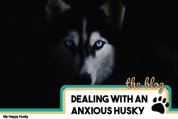 Why Is My Husky So Anxious? Top Causes & Solutions