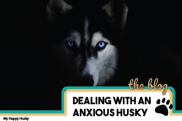 separation training with huskies