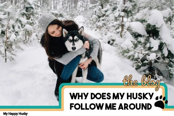 why does my husky follow me everywhere