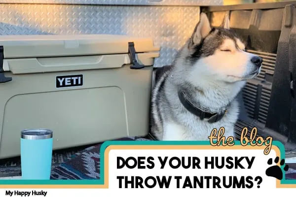 why do huskies throw tantrums