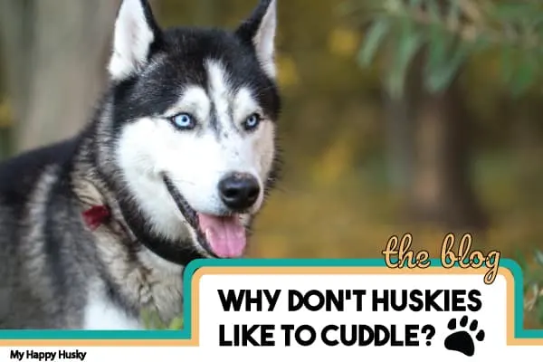 why dont huskies like to cuddle