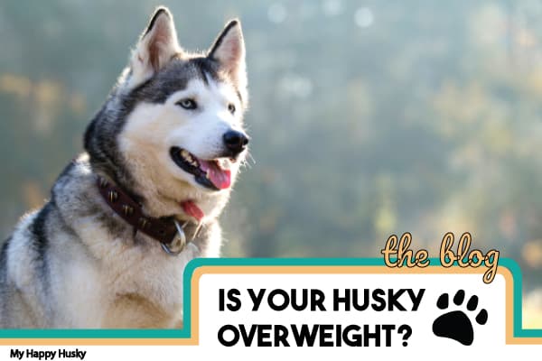 overweight husky