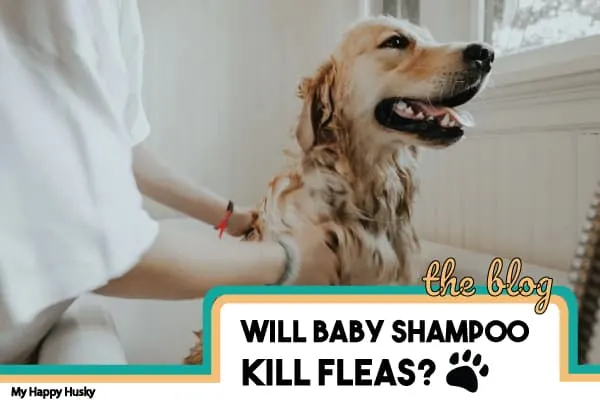 will baby shampoo kill fleas on dogs