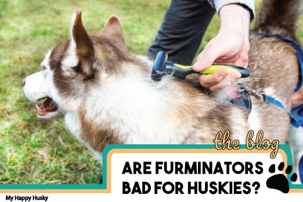 deshedding husky