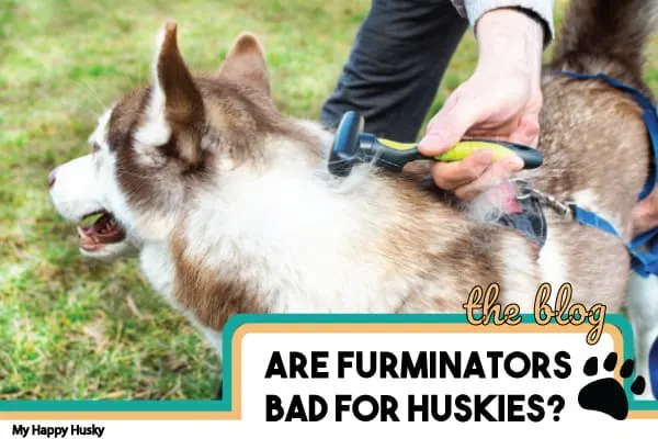 are-furminators-good-for-huskies