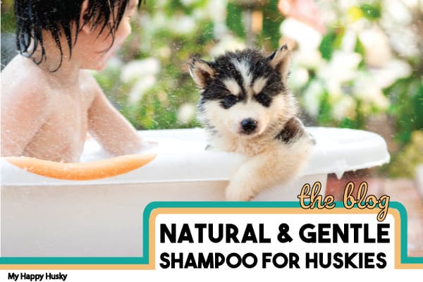 best-shampoo-for-huskies