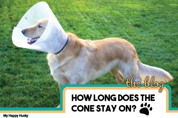 can i leave my dog home alone with a cone on