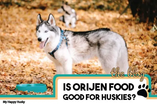 is-orijen-good-for-huskies