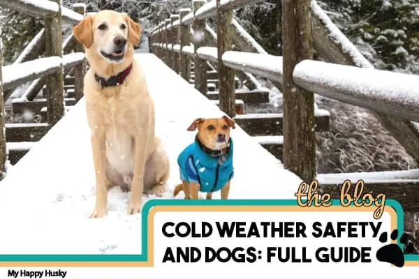 signs-your-dog-is-getting-too-cold