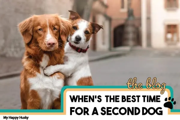 when-is-the-best-time-to-get-a-second-dog