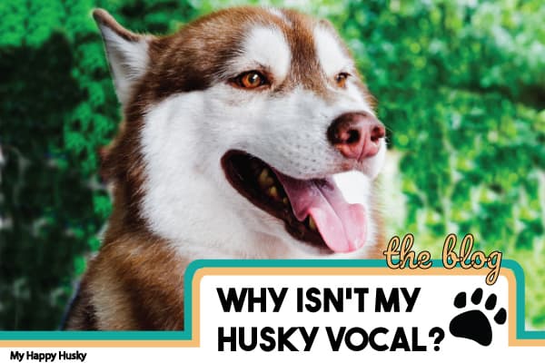 Why Isn’t My Husky Vocal? Quiet Huskies Explained – My Happy Husky