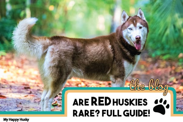 red husky cost