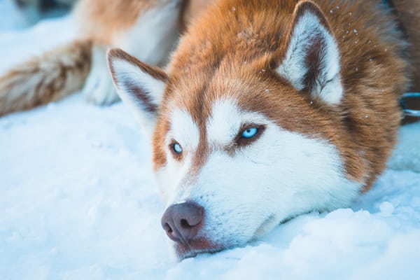 red husky with blue eyes