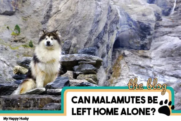 can-malamutes-be-left-alone