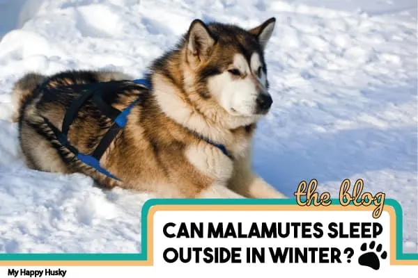 can-malamutes-sleep-outside-in-winter
