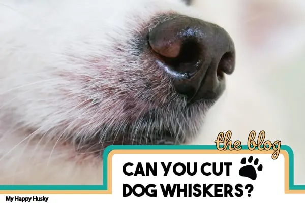 can-you-cut-dog-whiskers