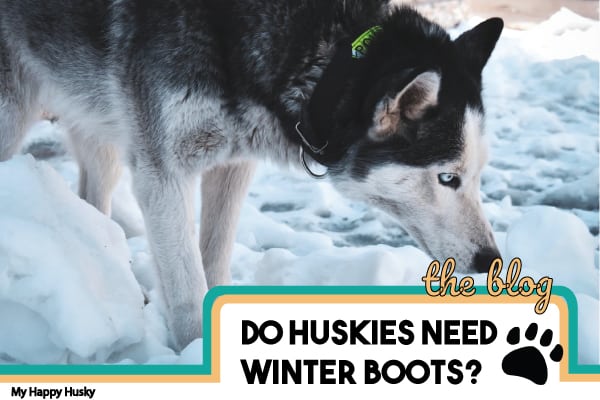 husky puppies shoes