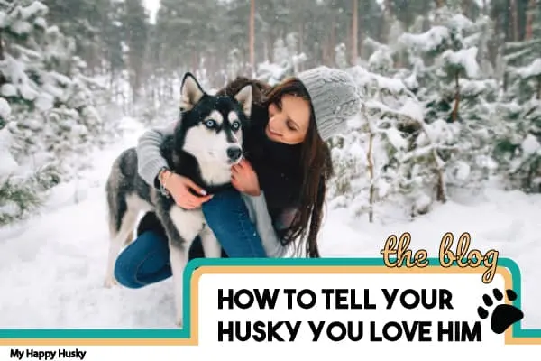 how-to-tell-your-husky-you-love-him