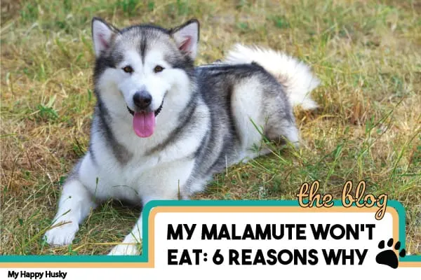 Malamute deals not eating