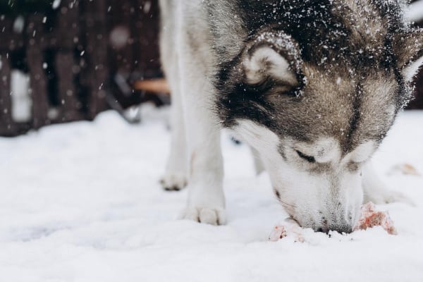 my-malamute-wont-eat1