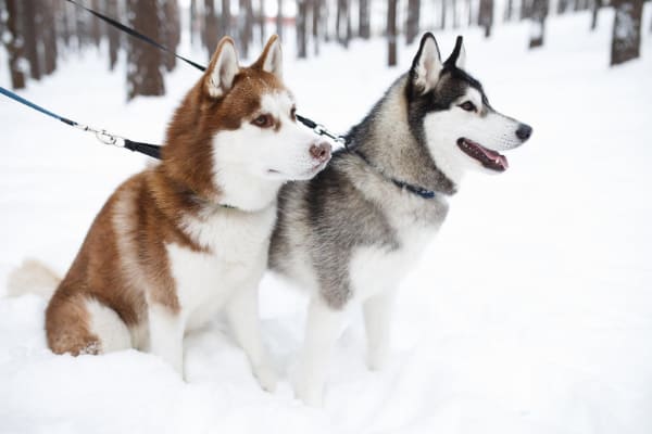 red-husky