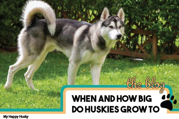 how long until a husky is full grown