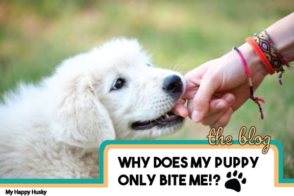 Why Does My Puppy Only Bite Me? 6 Reasons & What To Do