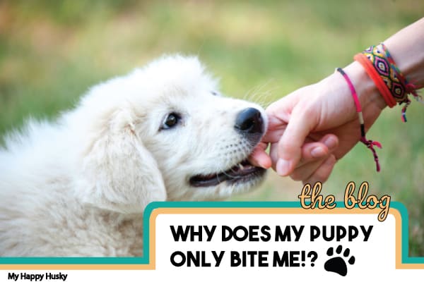 why does puppy bite so much